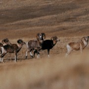 Фестиваль актуального научного кино ФАНК 2024