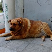 Выставка «Осторожно: город!»