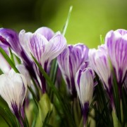 Выставка «Весна в Царицынских оранжереях»