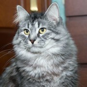 Выставка кошек «Юна-фест»