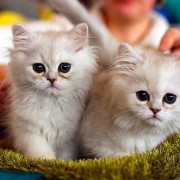 Международная выставка кошек «ИнфоКот 2015»