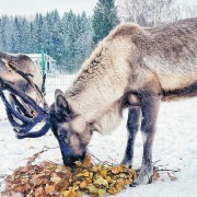 Интерактивная ферма «ЦЫПАрк»
