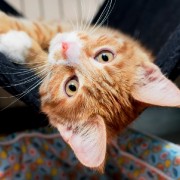 Выставка кошек «Неслучайная встреча»