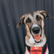 Благотворительный фестиваль WOOF 2024