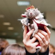 Выставка «Усатые Звезды» 2016