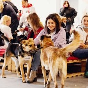 Юбилейный фестиваль «Собаки, которые любят» 2021