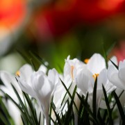 Выставка «Весна в Царицынских оранжереях»