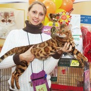 Международная выставка кошек «Мистер Кот» в Сокольниках» 2017