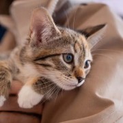 Выставка-пристройство «Котодетки ищут дом» 2025