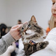 Фестиваль «Котики, которые любят» 2024