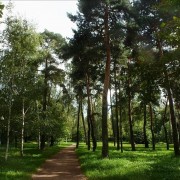 Парк «Березовая роща»