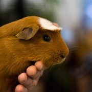 Выставка морских свинок в Биологическом музее 2024