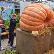 Выставка гигантских тыкв в Аптекарском огороде 2023