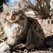 День котиков на ВДНХ 2025