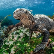 Фестиваль подводной фотографии «Дикий подводный мир» 2019