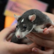 Выставка «Усатые Звезды» 2023