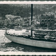 Выставка «Белая большая чайка»