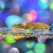 Фестиваль подводной фотографии «Дикий подводный мир» 2021