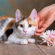 Благотворительный фестиваль «Кошки-Мышки» 2025