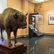 Выставка «Зубр возвращается»