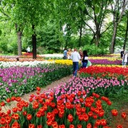 XV Весенний фестиваль цветов в «Аптекарском огороде»