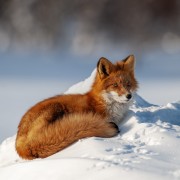 Фестиваль природы «Первозданная Россия» 2023