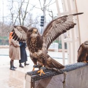 Международный день птиц в парке «Сокольники» 2018