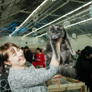 Выставка-пристройство кошек из приюта «Юна-Фест» 2023 фотографии