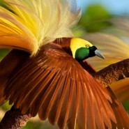 Фото: darwinmuseum.ru