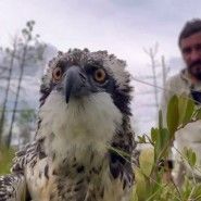 Фото: darwinmuseum.ru