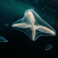 Фестиваль подводной фотографии «Дикий подводный мир» 2023 фотографии