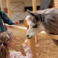 Бесплатный вход для детей в «Альпака Парк» на весенние каникулы 2026 фотографии