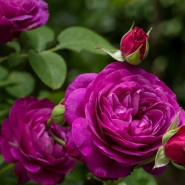 Выставка роз в «Аптекарском огороде» 2021 фотографии