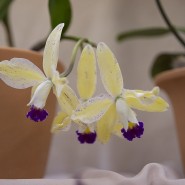 Выставка «Планета орхидей» фотографии