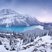 Выставка «На камнях растут деревья» фотографии