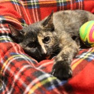 Фото: vk.com/givinghopefund