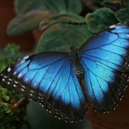 «День бабочки» в Биологическом музее 2016 фотографии