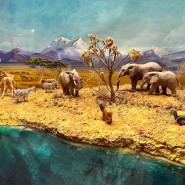 Фото: vk.com/darwinmuseum