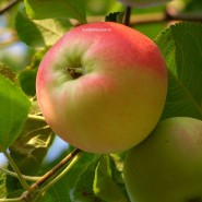 Фестиваль «Яблочный спас» фотографии