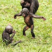 Выставка «Бонобо» фотографии