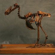 Фото: darwinmuseum.ru