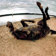 Фото: peresvetov.vzmoscow.ru