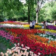 XVII Весенний фестиваль цветов в «Аптекарском огороде» фотографии