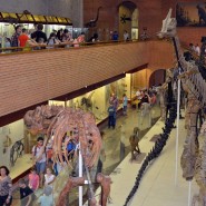 День Палеонтологического музея 2019 фотографии