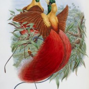 Выставка «Остров папуасов и райских птиц» фотографии
