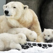 День полярного медведя в зоопарке 2020 фотографии