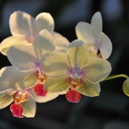 Фестиваль орхидей «Тропическая зима» 2022-2023 фотографии