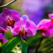 Фестиваль орхидей «Тропическая зима» 2021-2022 фотографии