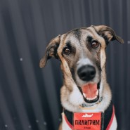 Благотворительный фестиваль WOOF 2024 фотографии