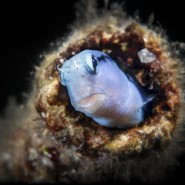 Фестиваль подводной фотографии «Дикий подводный мир» 2021 фотографии